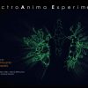 ElectroAnima Experiment @ Over The Real Festival